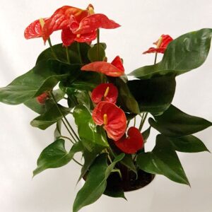 Anthurium